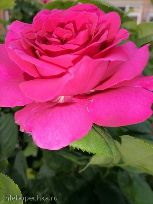 Чайная беседка