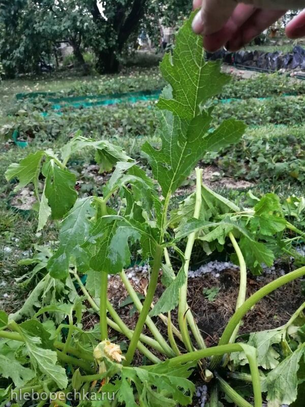 Чайная беседка