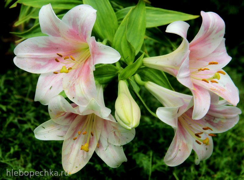 Чайная беседка