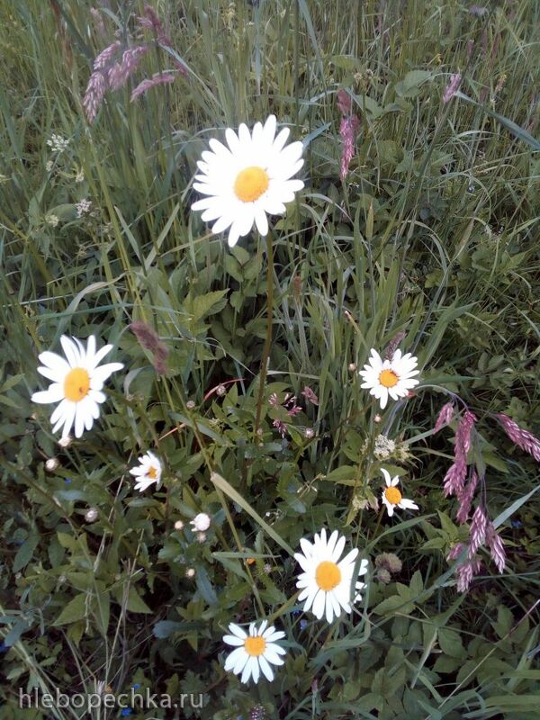 Чайная беседка