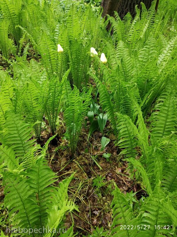 Чайная беседка