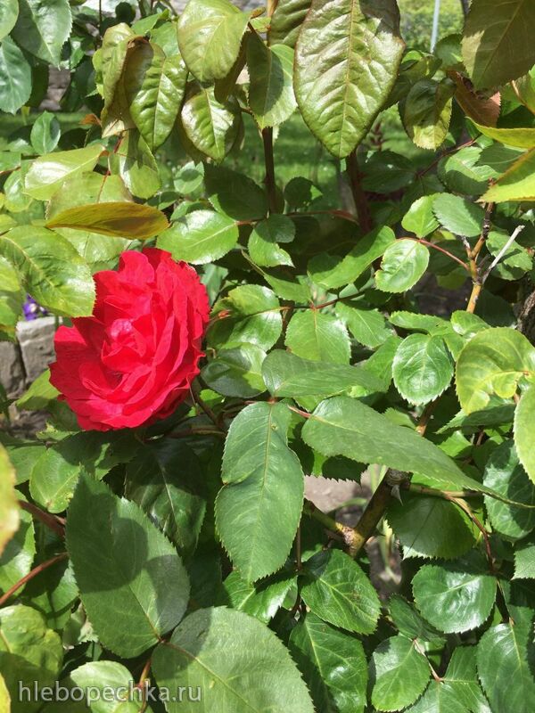 Чайная беседка