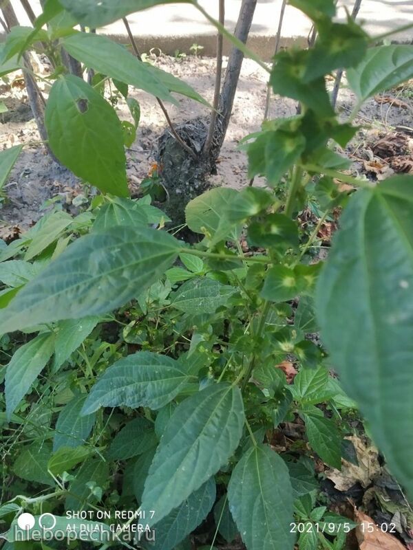 Чайная беседка