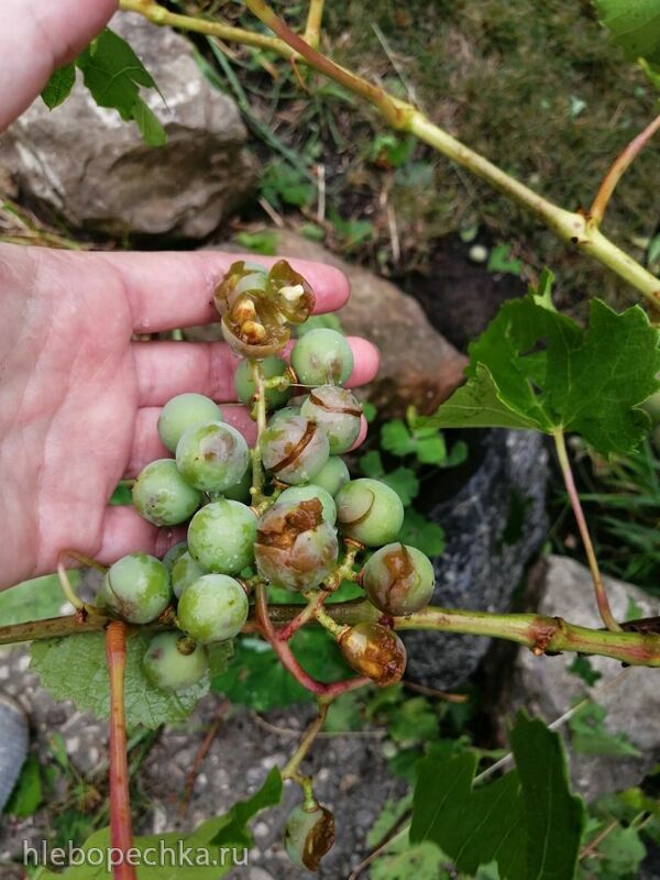 Чайная беседка