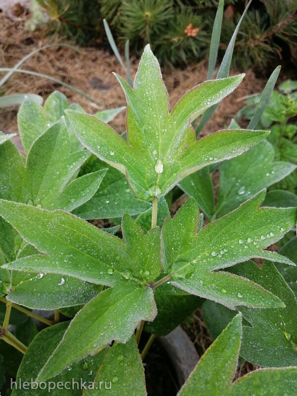 Чайная беседка