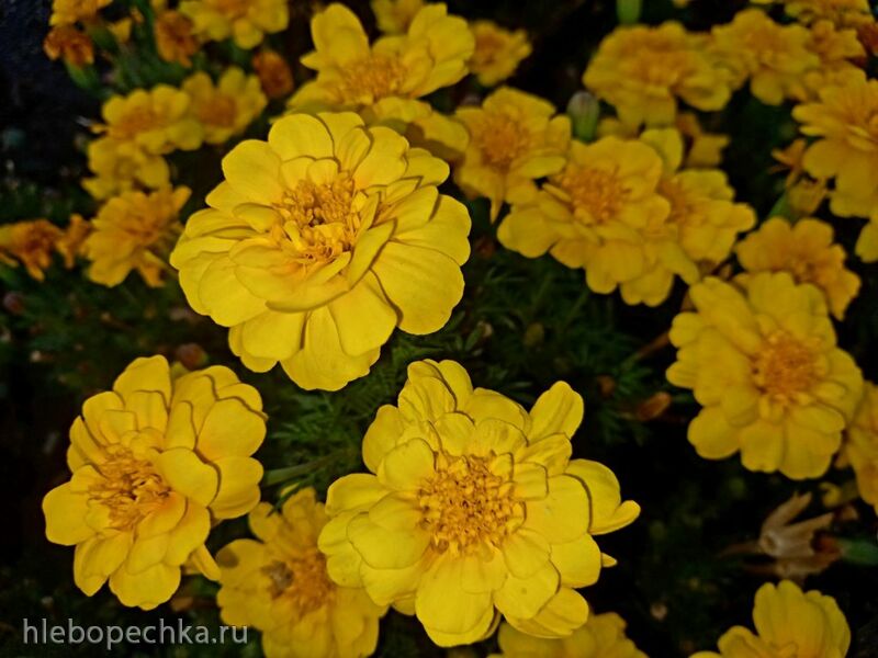 Чайная беседка