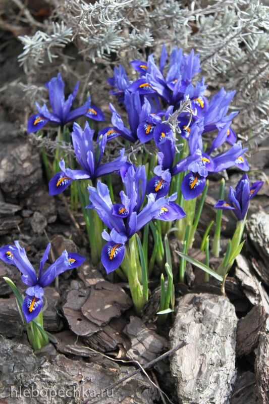 Чайная беседка