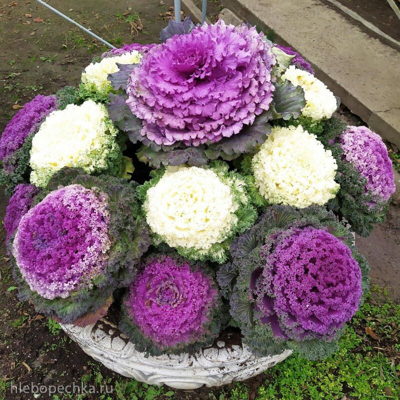 Чайная беседка