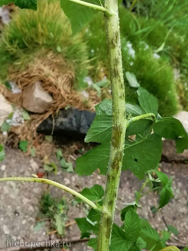 Чайная беседка