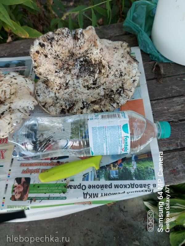 Tapтaлeтки & Ко