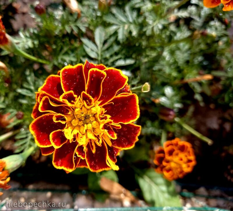 Чайная беседка