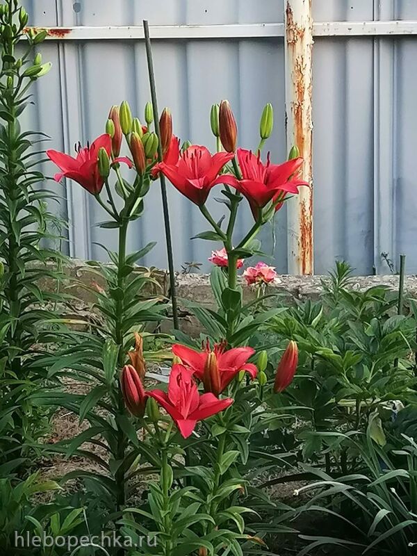 Чайная беседка