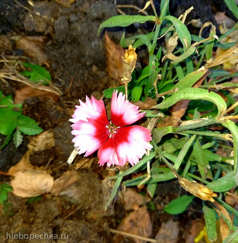 Чайная беседка