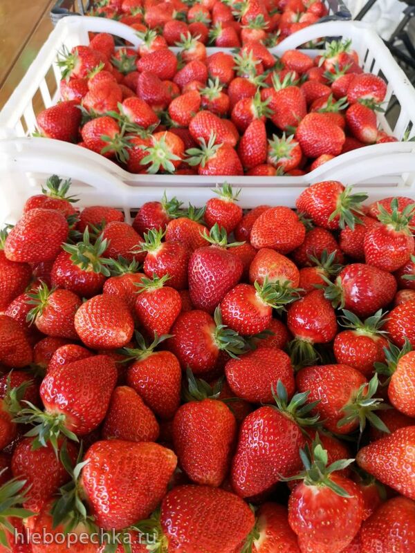 Чайная беседка