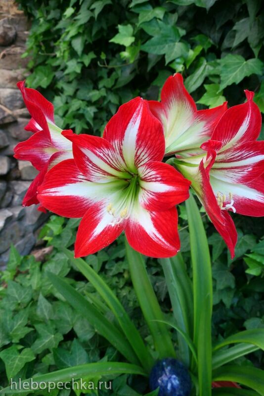 Чайная беседка