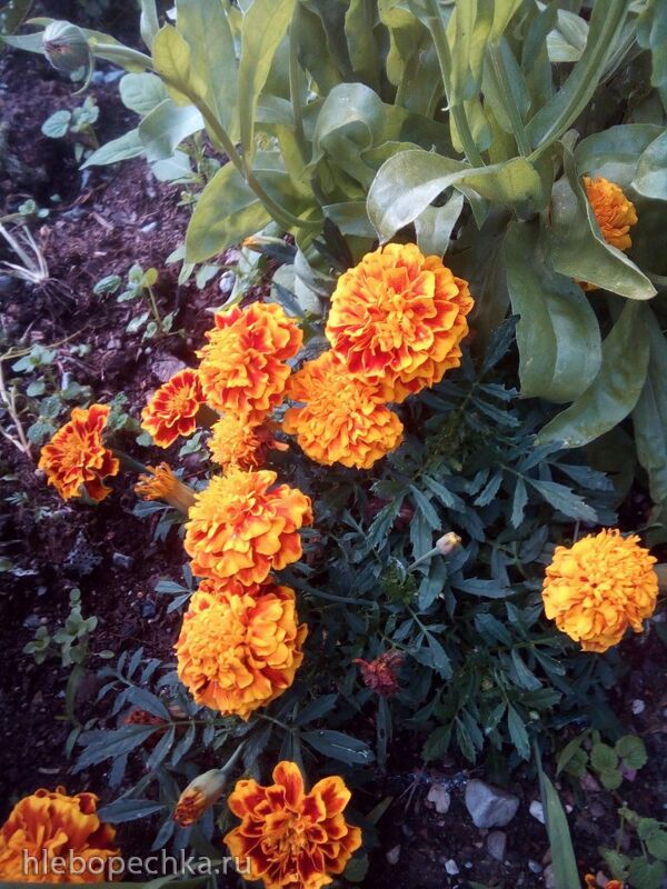 Чайная беседка