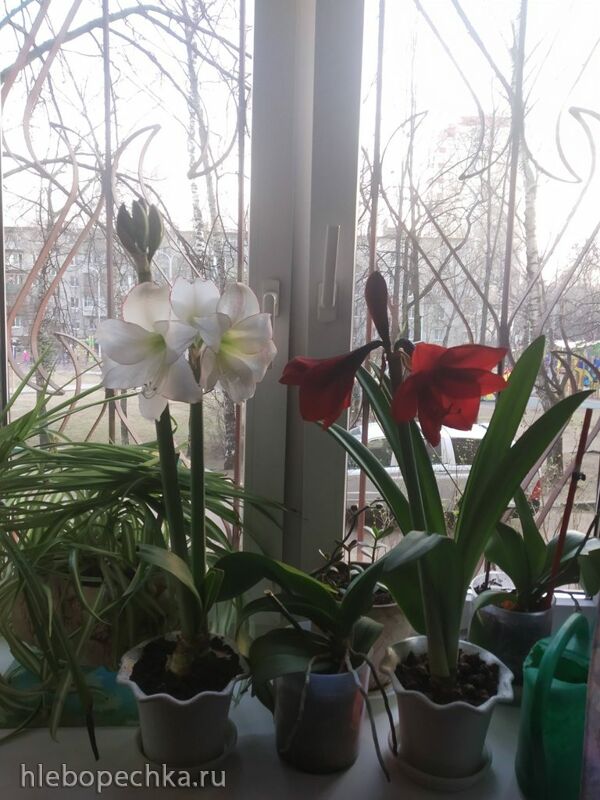 Чайная беседка