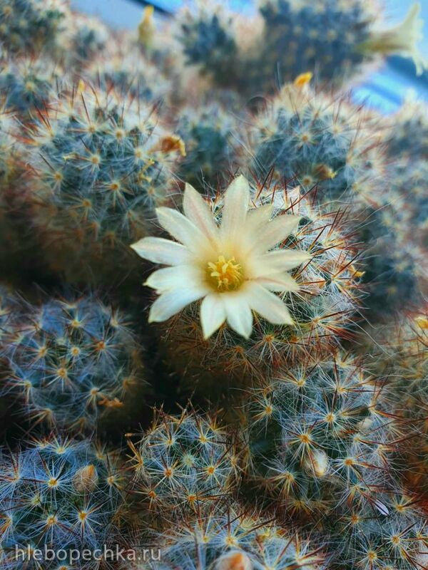 Чайная беседка