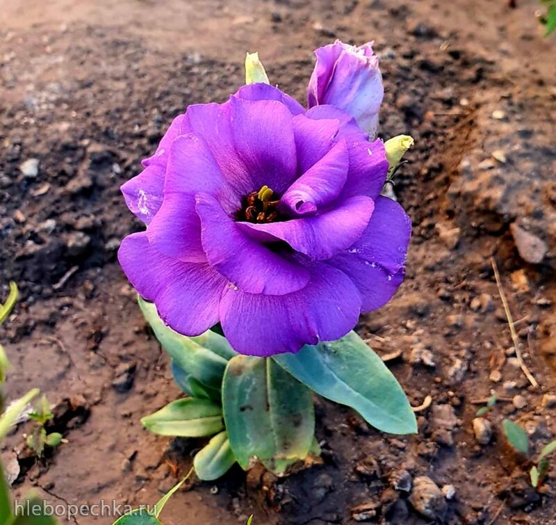 Чайная беседка