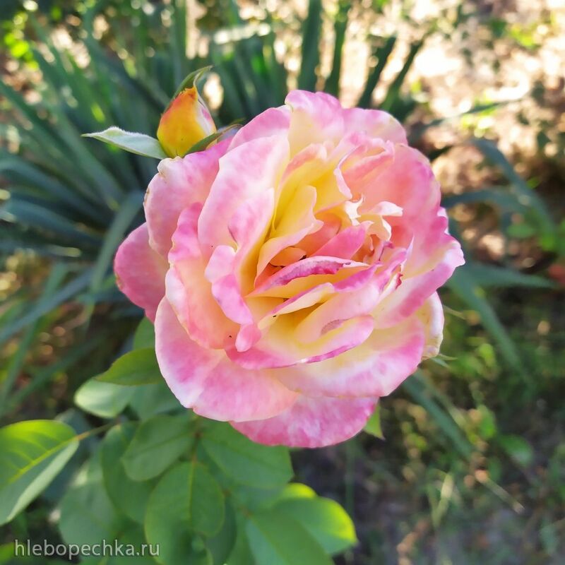 Чайная беседка