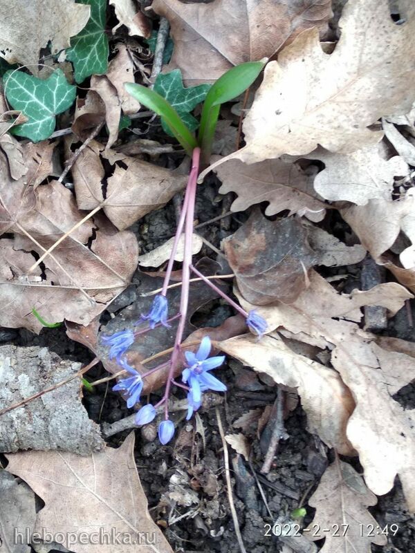 Кафе «У пани Сони»