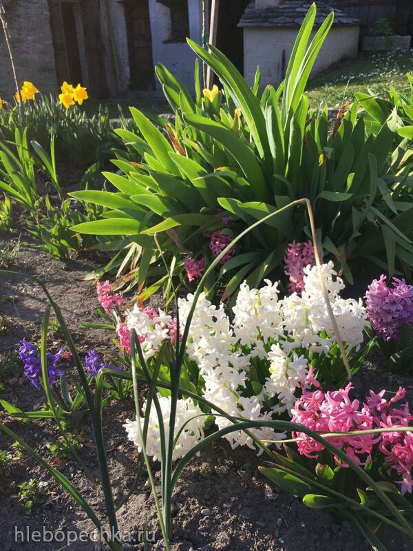 Чайная беседка