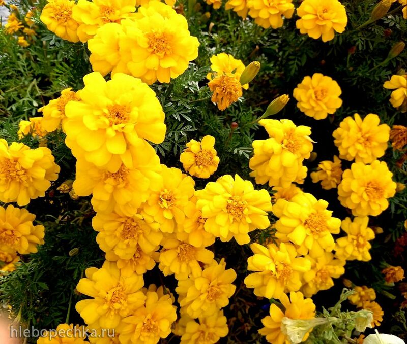 Чайная беседка