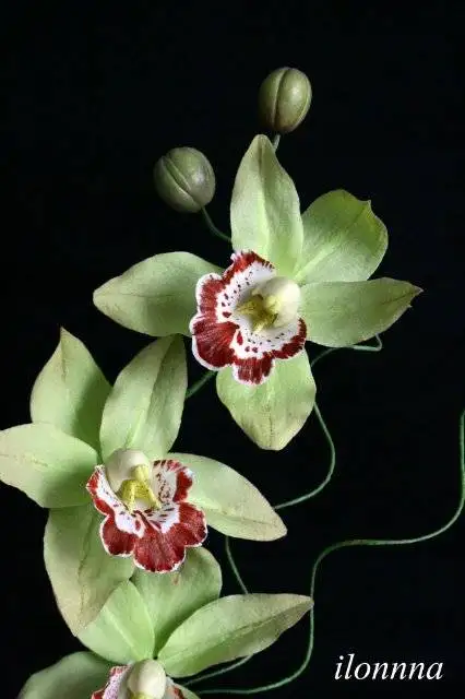 Цимбидиум (Cymbidium) из мастики в английской технике (мастер-класс)