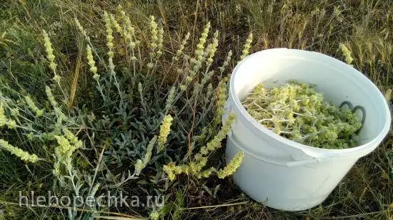 Ферментированный чай из железницы крымской (татар чая)