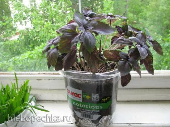 Чай, который мы покупаем (на Озон, WB и др.)