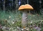 По грибы с лукошком