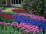 Парк цветов Keukenhof (Нидерланды)
