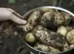 Цветной картофель