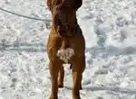 Бордоский дог кобель в Челябинске в добрые руки!!!!!!