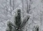 В лесу родилась ёлочка - гимн новогоднего праздника!