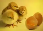 Вывод цыплят в инкубаторе