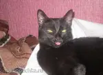 Жизнь черного Самурая
