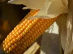 Как хранить кукурузные початки?