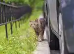 Котенок под капотом