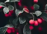 Как называется сорт мелкой вишни?
