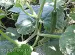 Как отличить огурцы салатные от тех, которые можно консервировать?