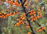 Как приготовить облепиховый хлеб?