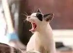 Кот лижет арматуру - к чему бы это?