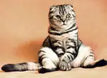 Как сладить с ночными и утренними орами кошки?