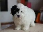 Чем кормить месячного щенка?