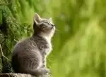 Что давать кошке при артрозе на фоне дисплазии?