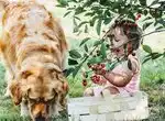 Кто как приучал собак к овощам?