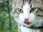 Как приучить кота есть траву?