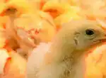 Как отличить курицу от утки?