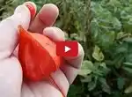 Можно ли сделать варенье из неовощного физалиса?